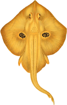 Undersideof Yellow Skate Fish PNG with transparent background