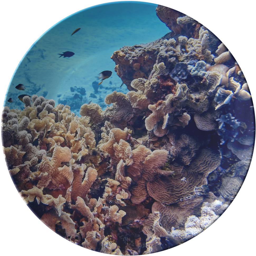 Coral Reef, HD Png Download PNG with transparent background