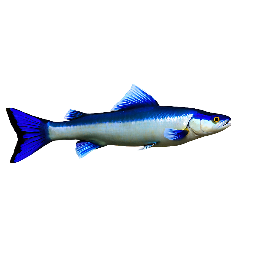 Underwater Fish Png Bgt