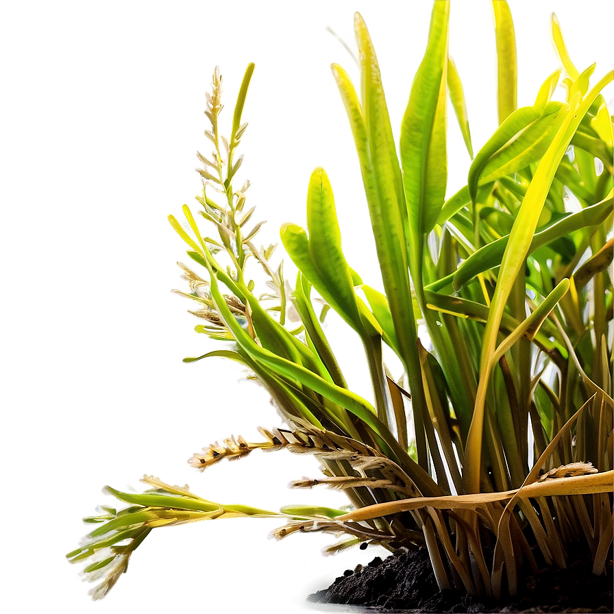 Underwater Seagrass Png 06292024