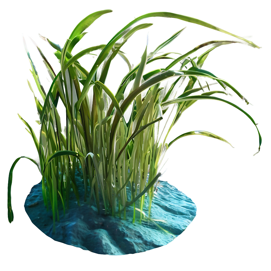 Underwater Seagrass Png Nnl