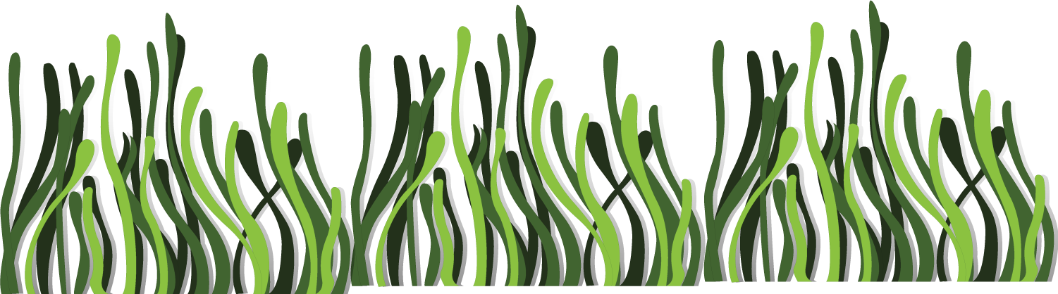Seaweed Euclidean Vector Deep Sea - Transparent Background Seaweed Transparent, HD Png Download PNG with transparent background