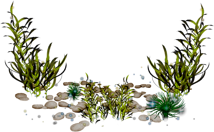 Algae Photography Clip Art - Seaweed Png, Transparent Png PNG with transparent background