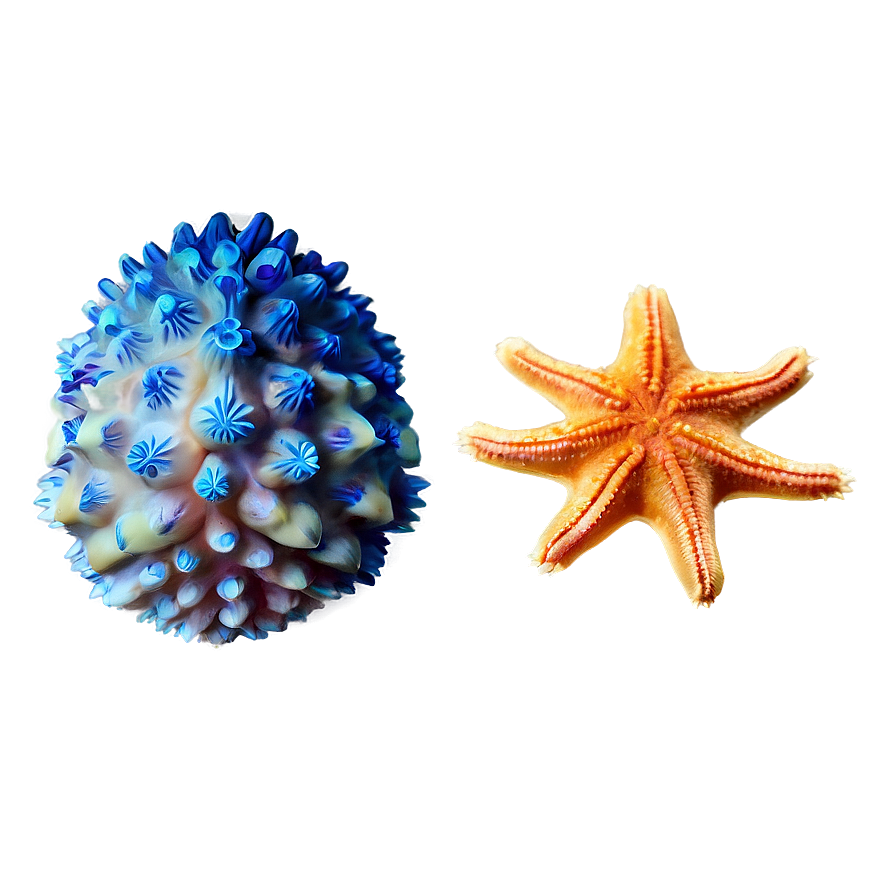 Underwater Starfish Png Kek