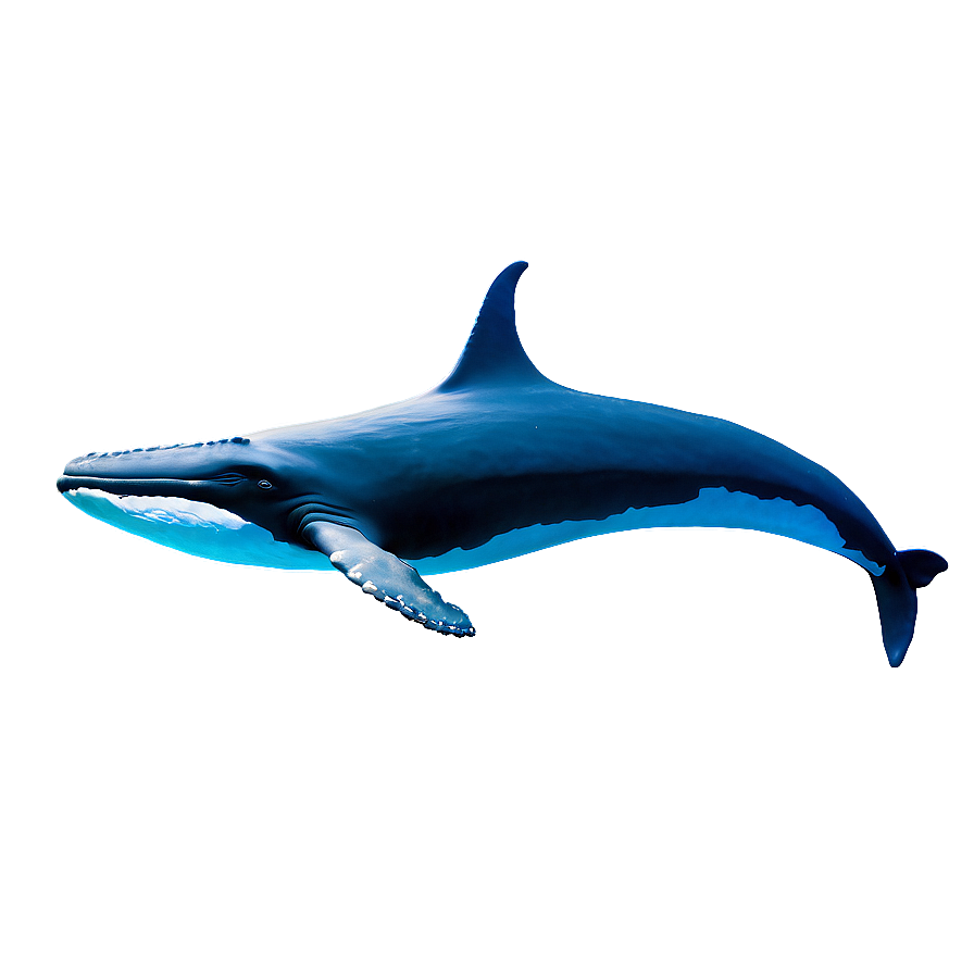 Underwater Whales Png 42