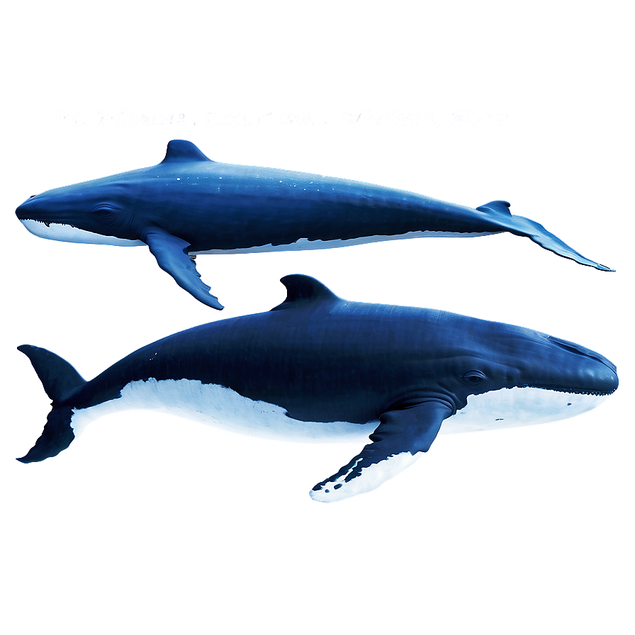 Underwater Whales Png Kaj