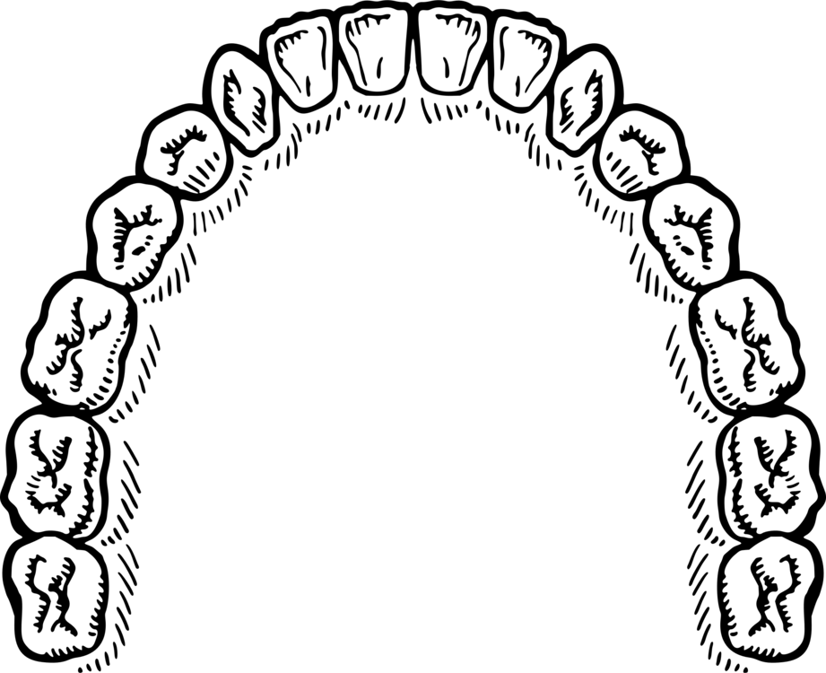 Upper Dental Arch Diagram