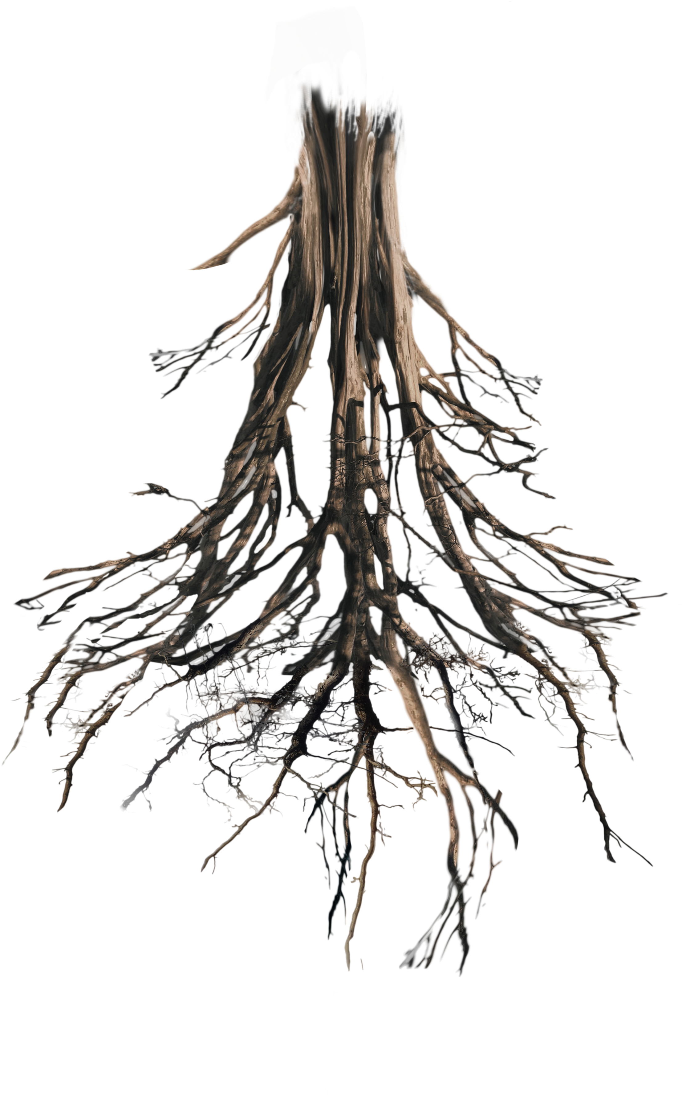 Tree Roots Png, Transparent Png PNG with transparent background