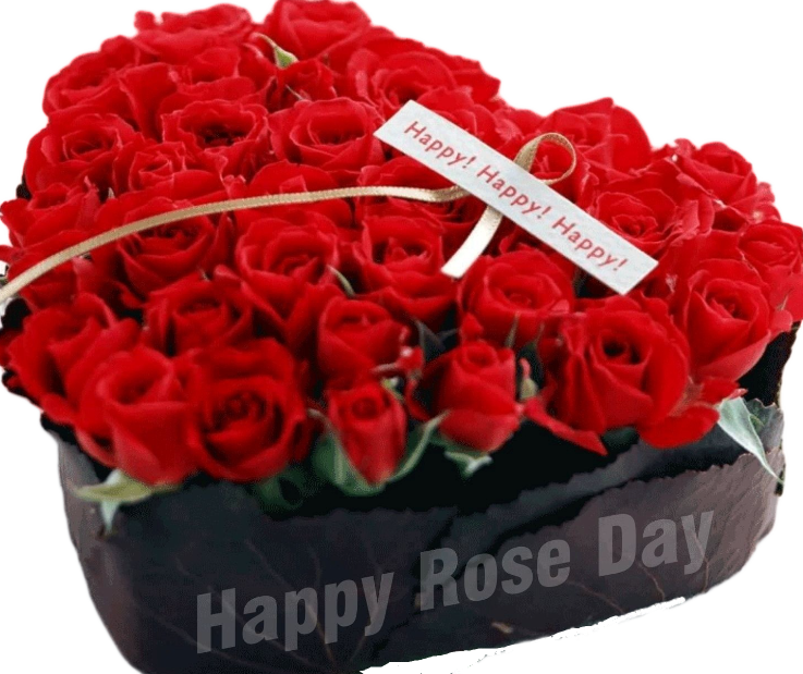 Happy Rose Day Png Image - Happy Valentine Day Rose, Transparent Png PNG with transparent background