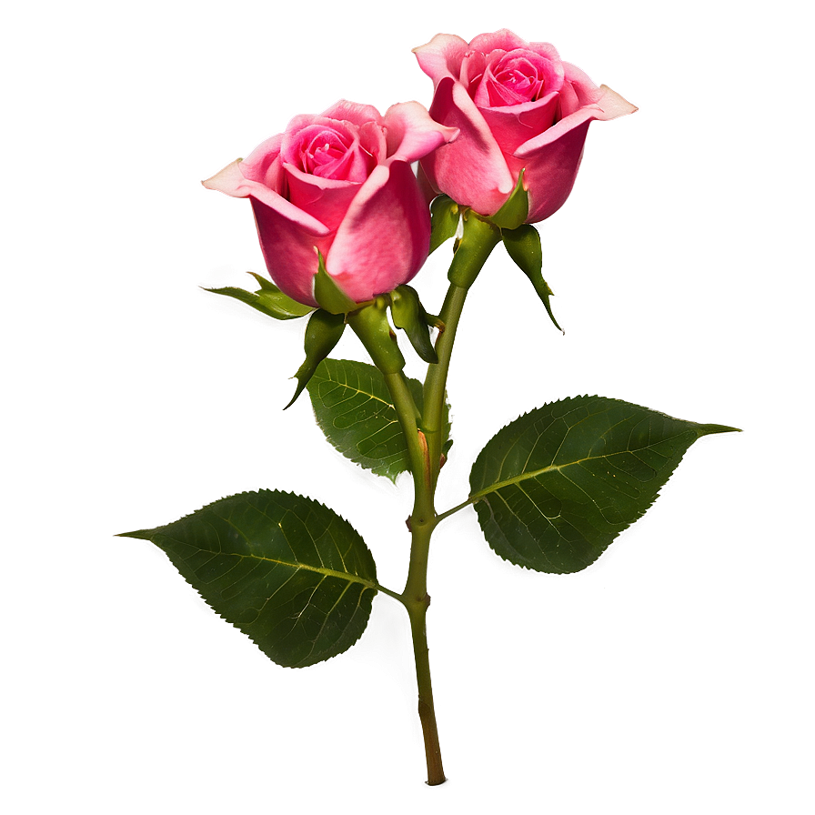 Valentines Day Roses Png 65