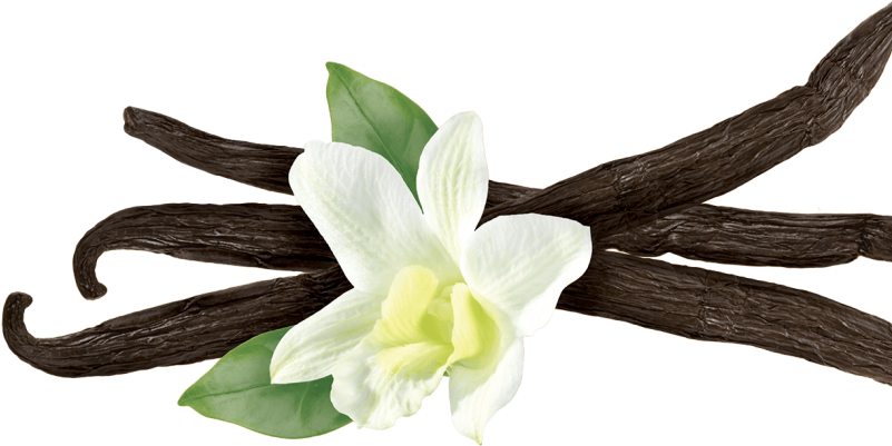 Vanilla Beansand Flower