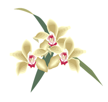 Vanilla_ Cream_ Orchids_ Illustration