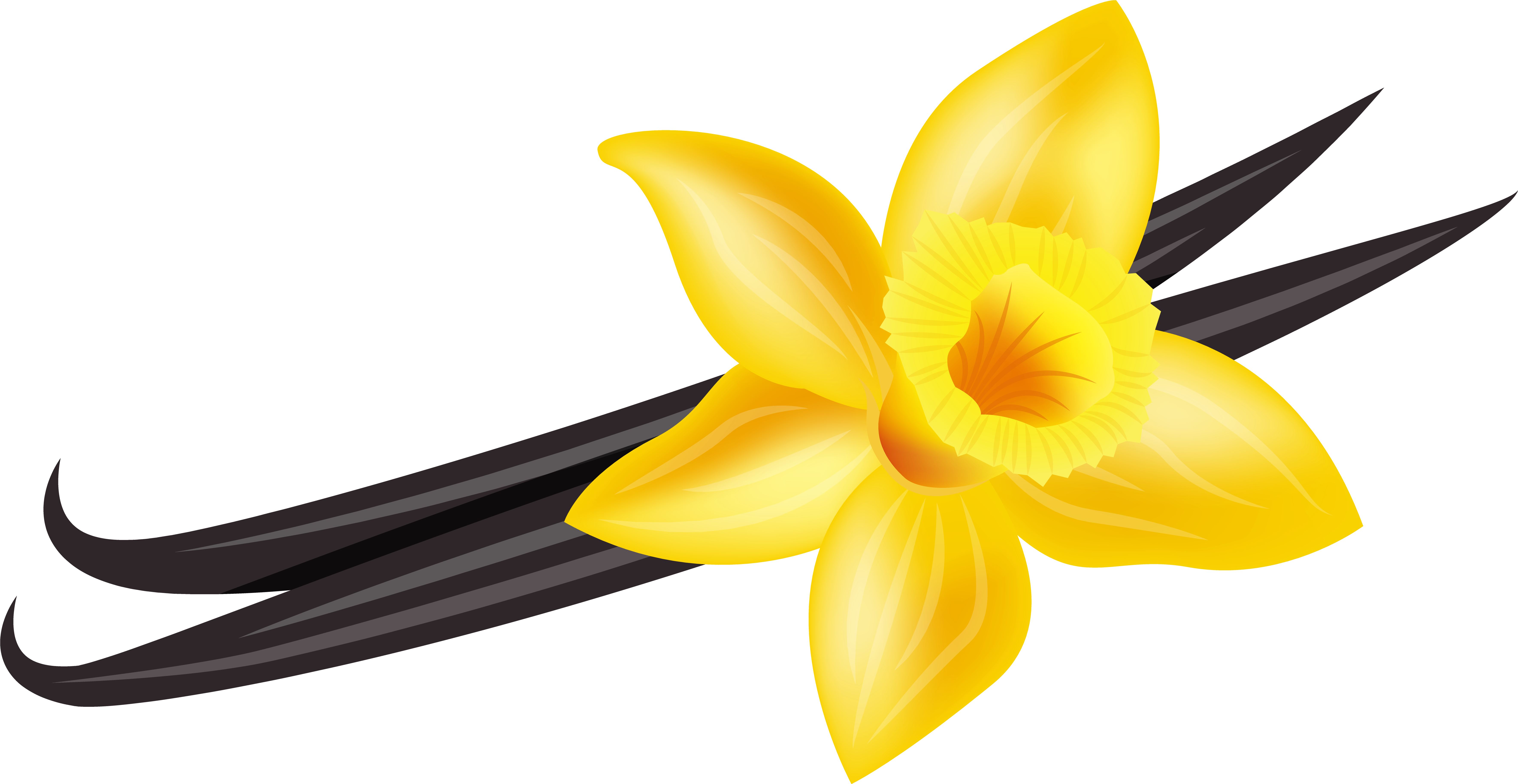 Vanilla Png Clip Art Image - Transparent Background Vanilla Clipart, Png Download PNG with transparent background