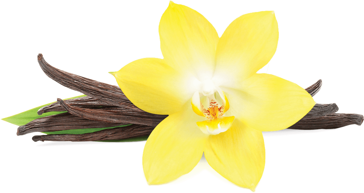 Transparent Vanilla Flower Png, Png Download PNG with transparent background