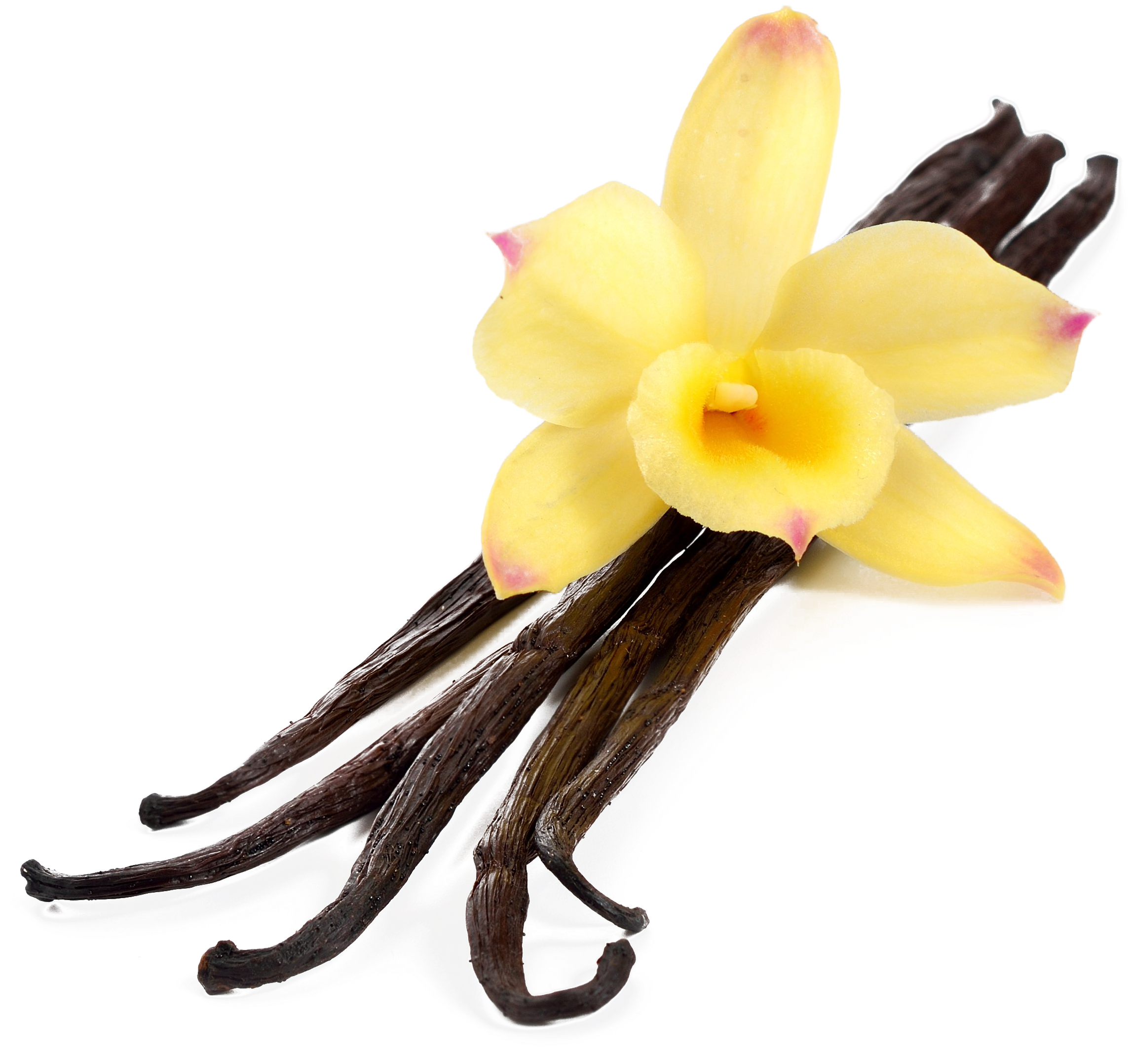 Flavor Extract Stock Photography - Transparent Background Vanilla Png, Png Download PNG with transparent background