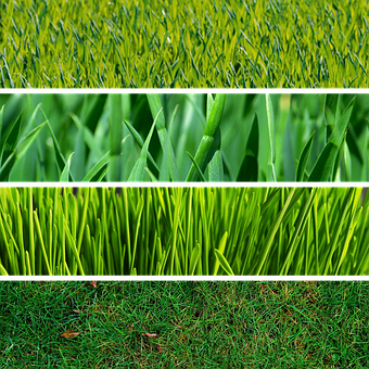 Variationsof Grass Textures PNG with transparent background