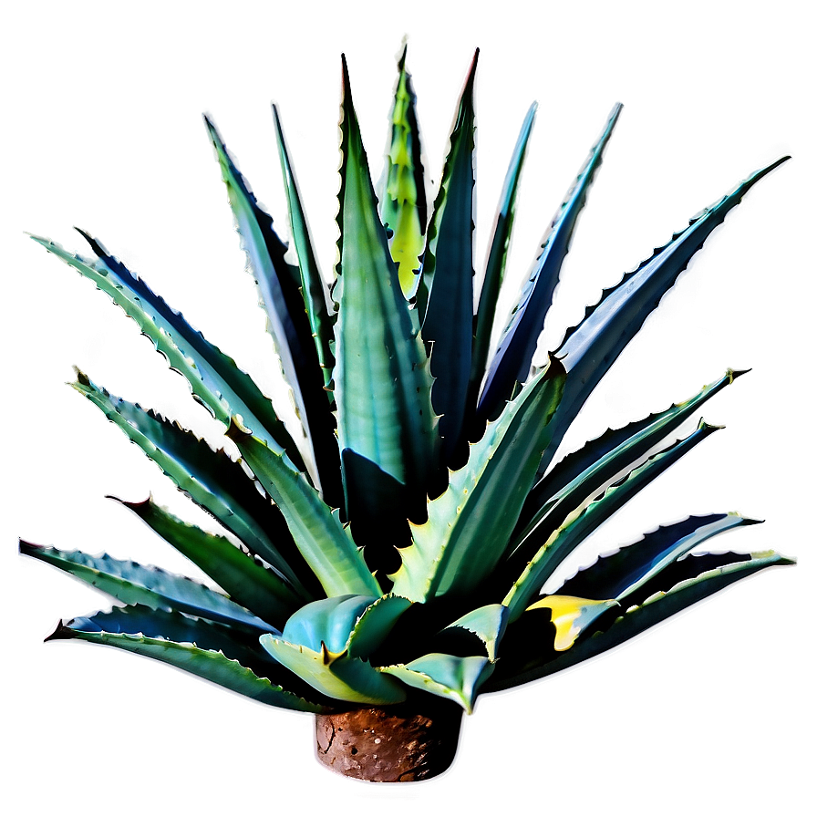 Variegated Agave Plant Png 06282024