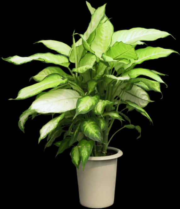 Pot Plant Clipart Group Plant - Potted Plant Png, Transparent Png PNG with transparent background