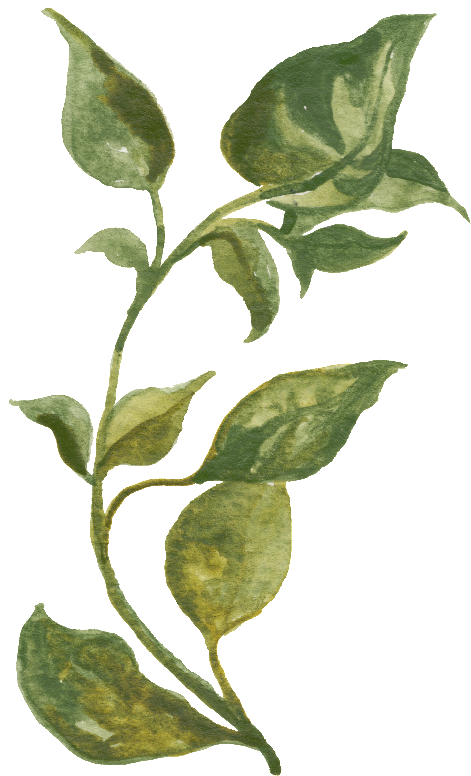 Green Vine Transparent Decorative - Herbs Watercolor, HD Png Download PNG with transparent background