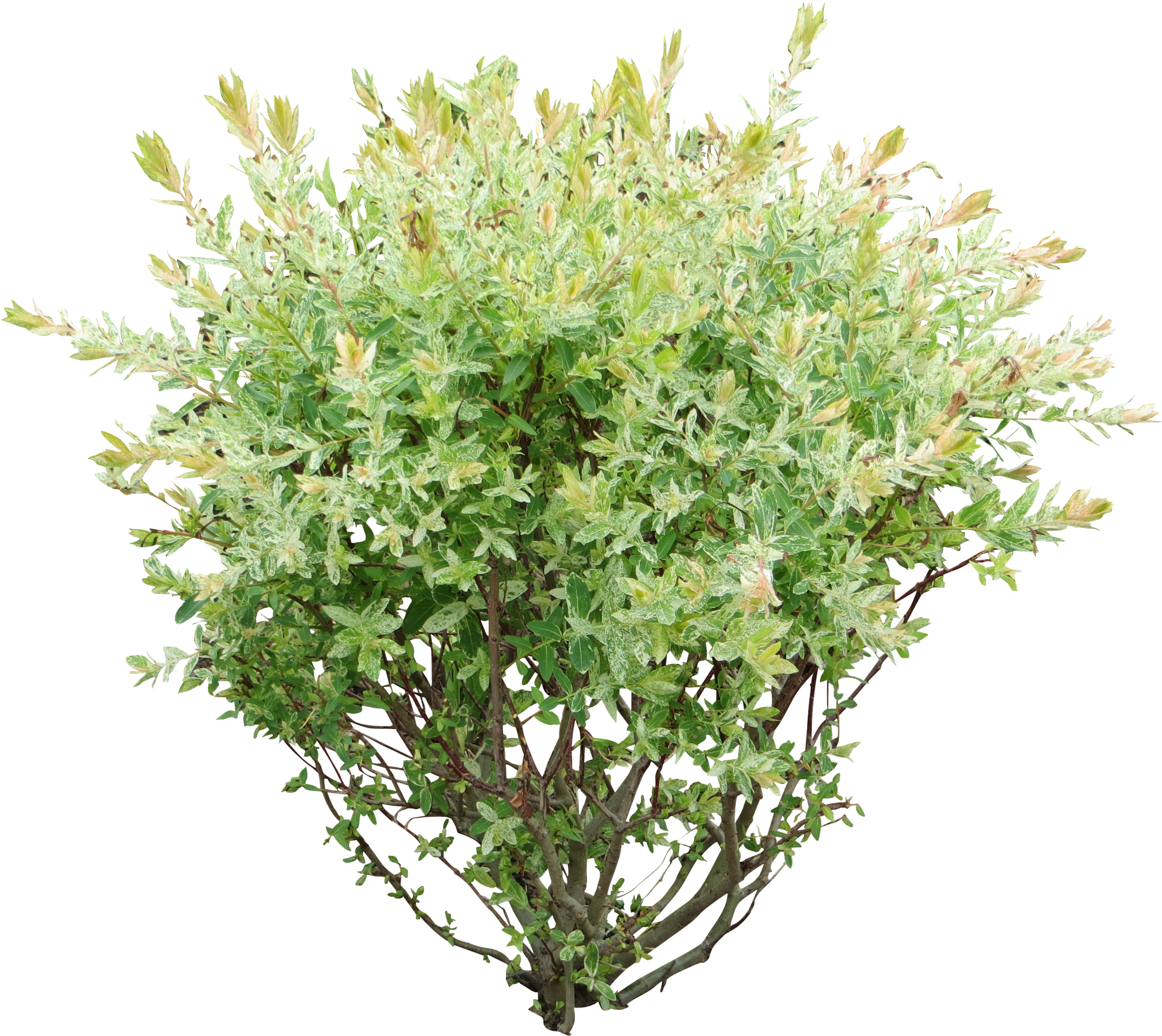 Bush Png, Transparent Png PNG with transparent background