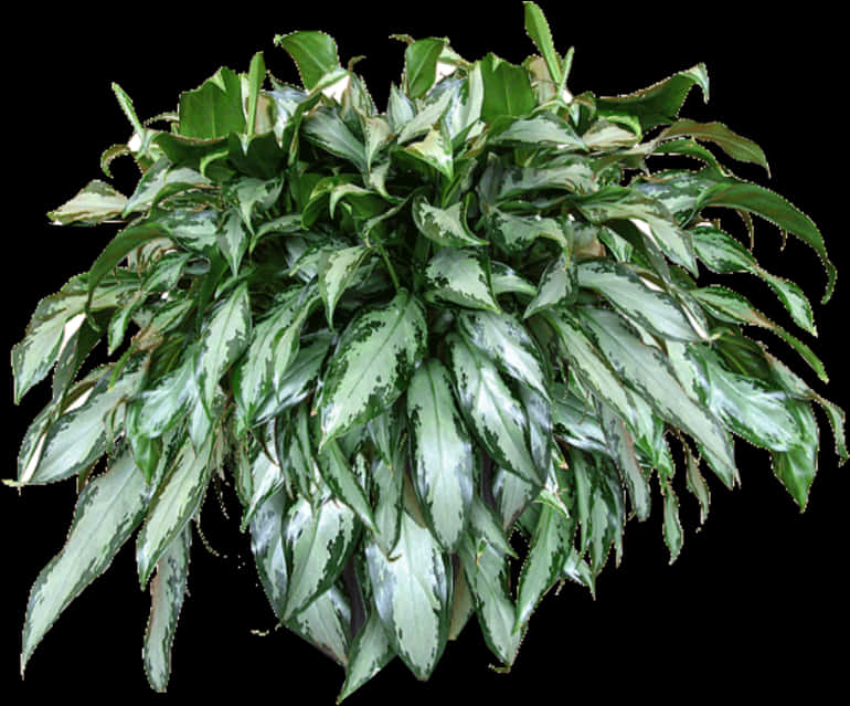 Transparent Bush Texture Png - Texture Plant Png Transparent, Png Download PNG with transparent background