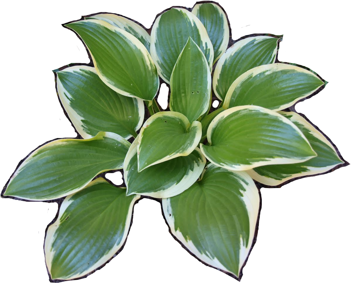 Variegated Hosta Plant Leaves