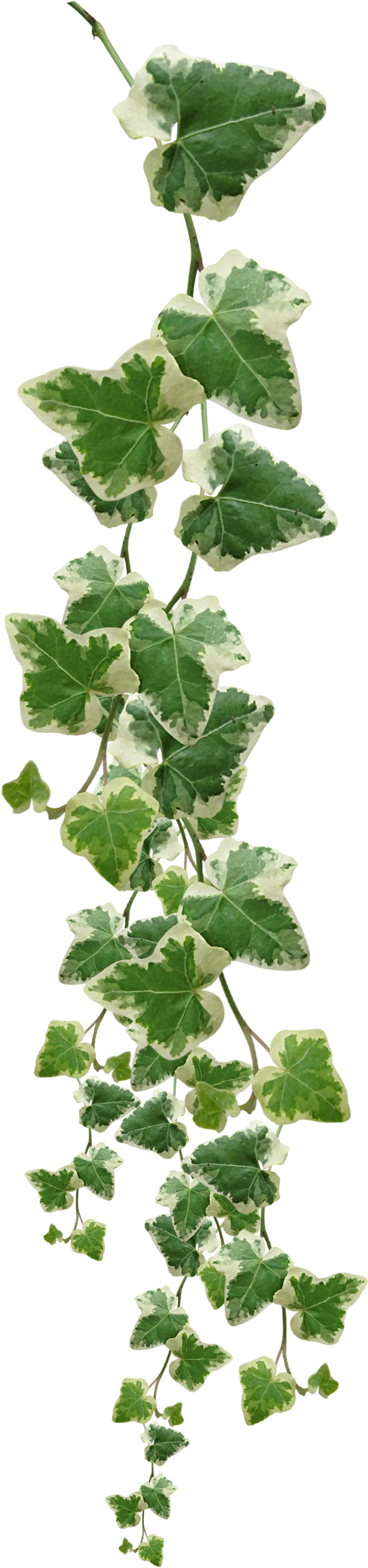 Common Ivy Vine Muscadine Grape Plant - Vine Plant Png, Transparent Png PNG with transparent background