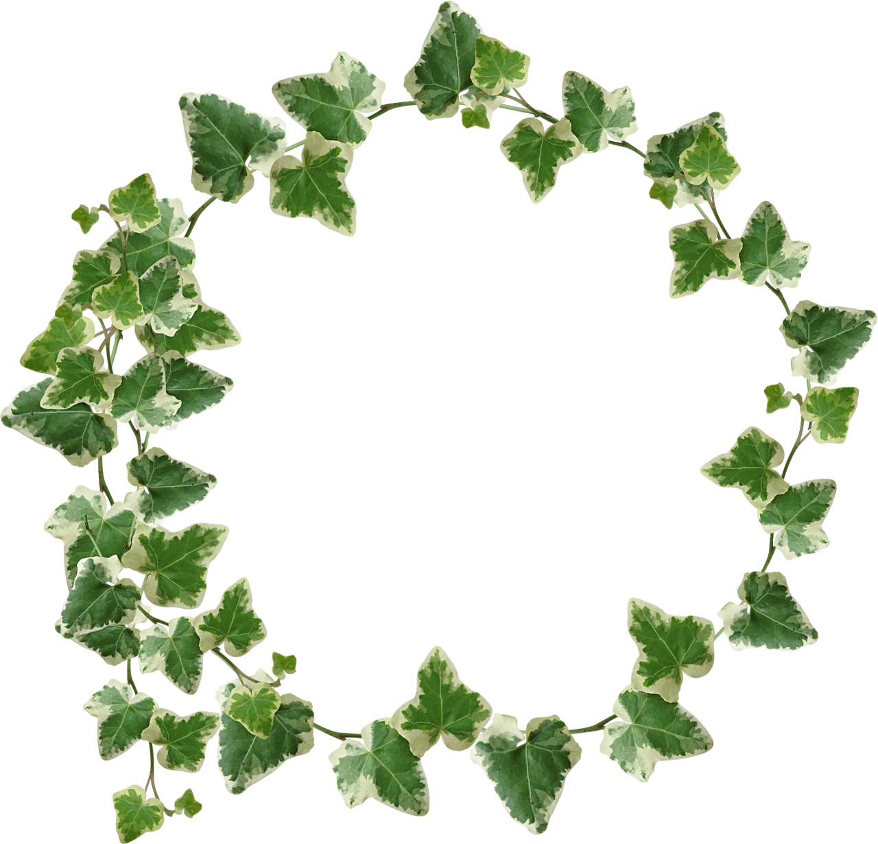 Variegated Ivy Wreath Frame