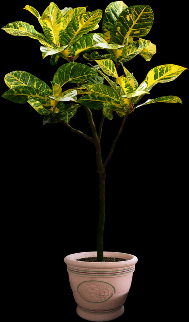 Png Plants Free Download, Transparent Png PNG with transparent background