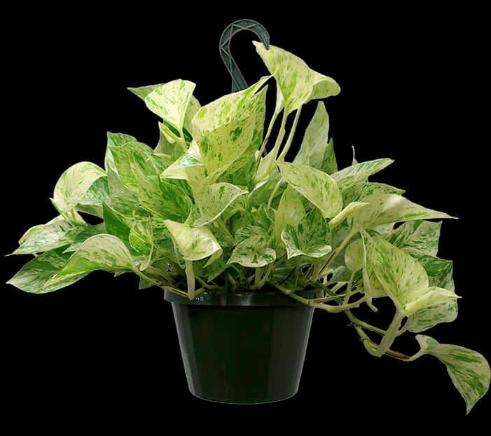 Variegated Pothos Hanging Plant Black Background