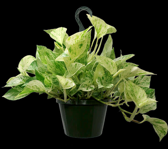 Marble Pothos, HD Png Download PNG with transparent background