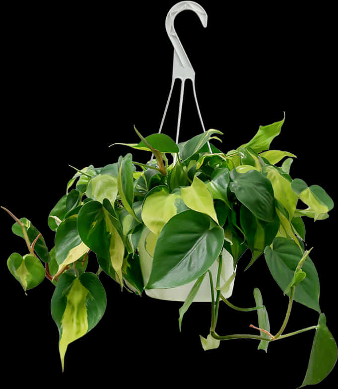 Philodendron Brazil Hanging Basket, HD Png Download PNG with transparent background