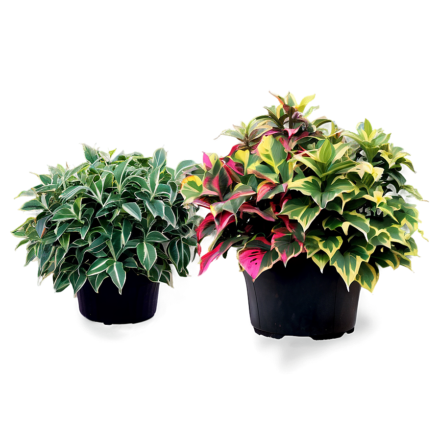 Variegated Shrubs Png 92