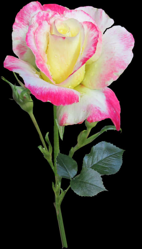 Variegated Yellow Pink Rose PNG with transparent background