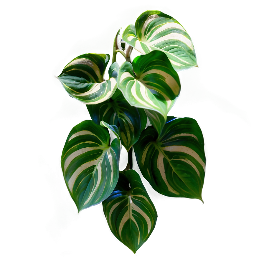 Variegation Preservation In Pothos Png 73