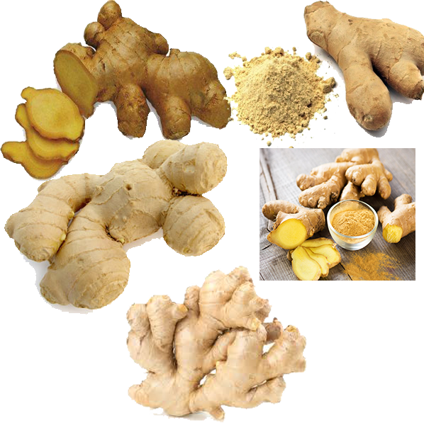 Varietiesof Ginger Rootand Powder PNG with transparent background