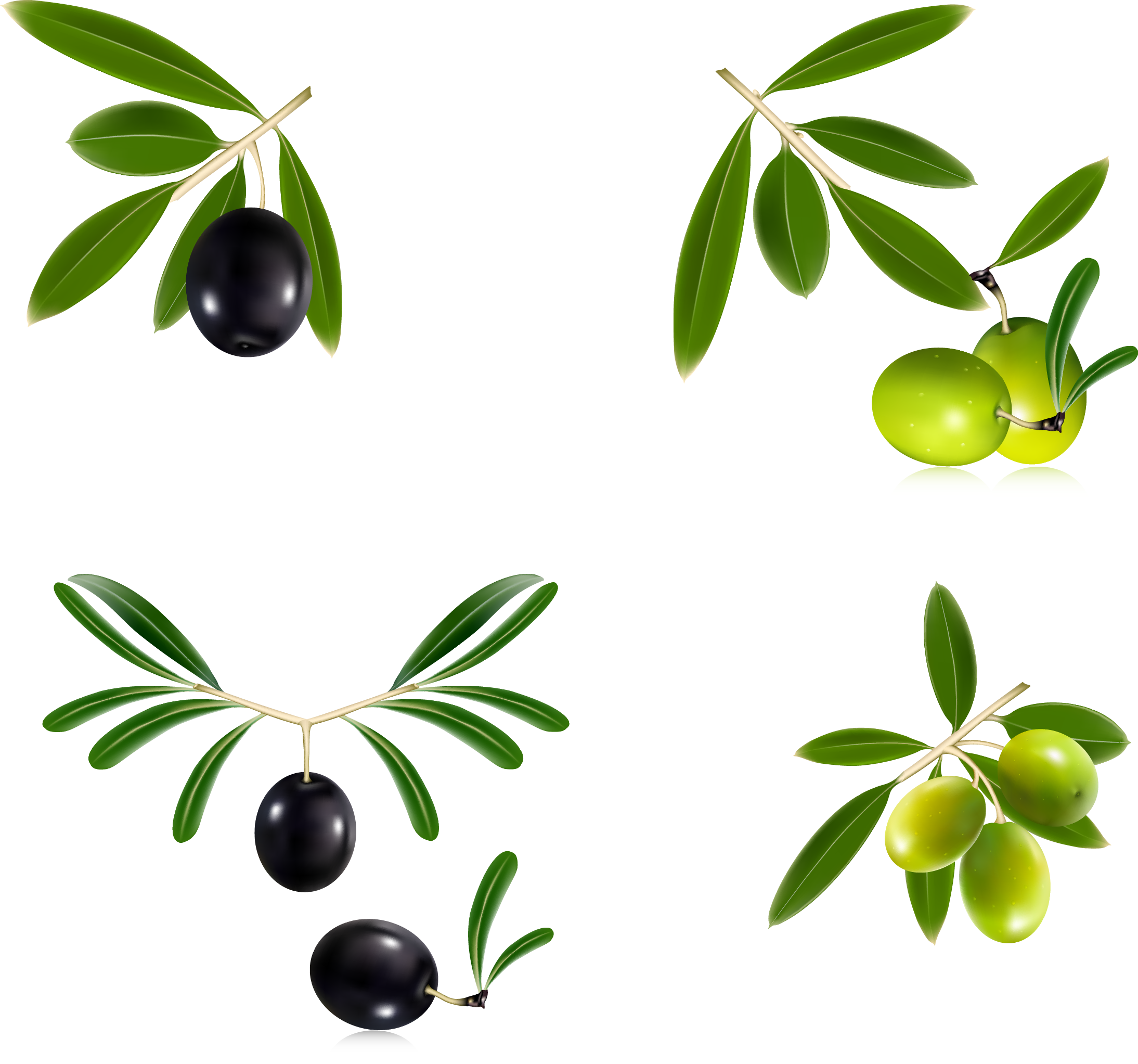 Varietiesof Olives Illustration