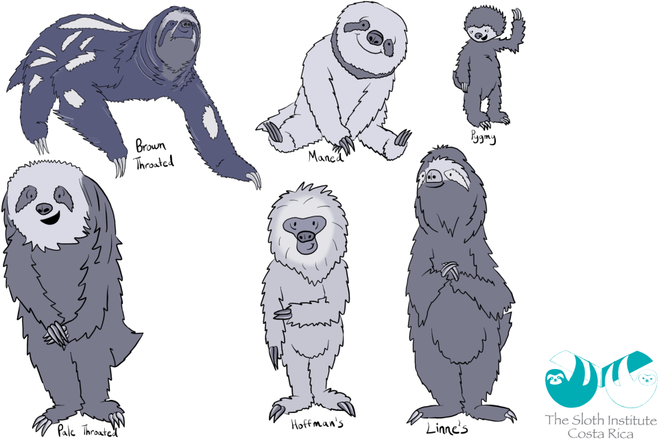 Varietiesof Sloths Illustration