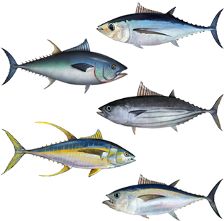 Varietiesof Tuna Illustration