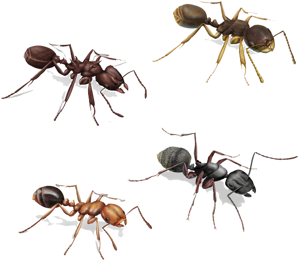 Variety_of_ Ants_ Illustration