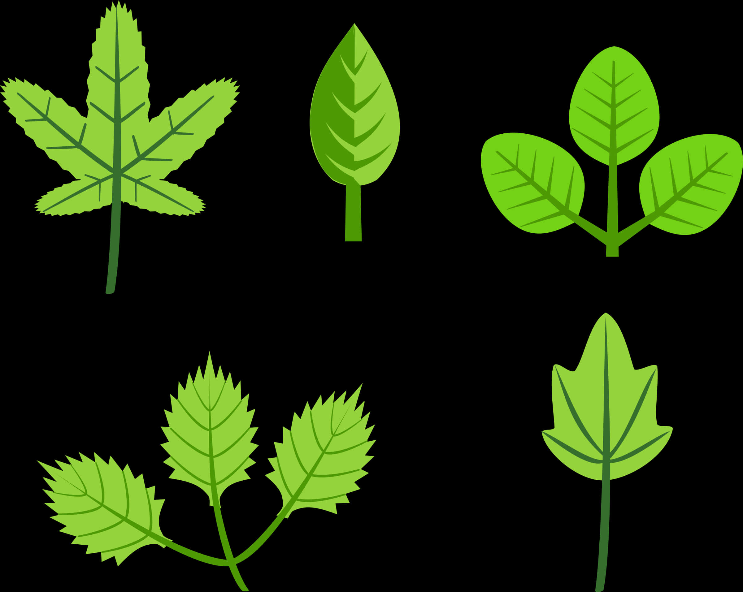 Variety_of_ Green_ Leaves_ Vector