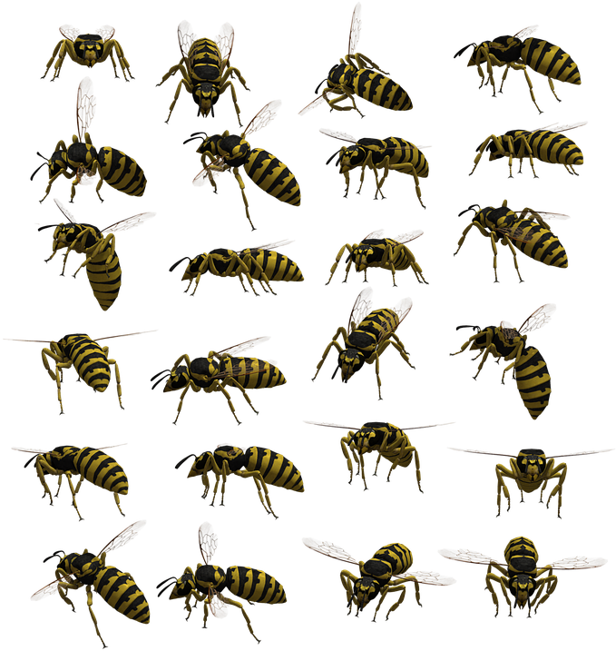 Variety_of_ Wasp_ Poses PNG with transparent background