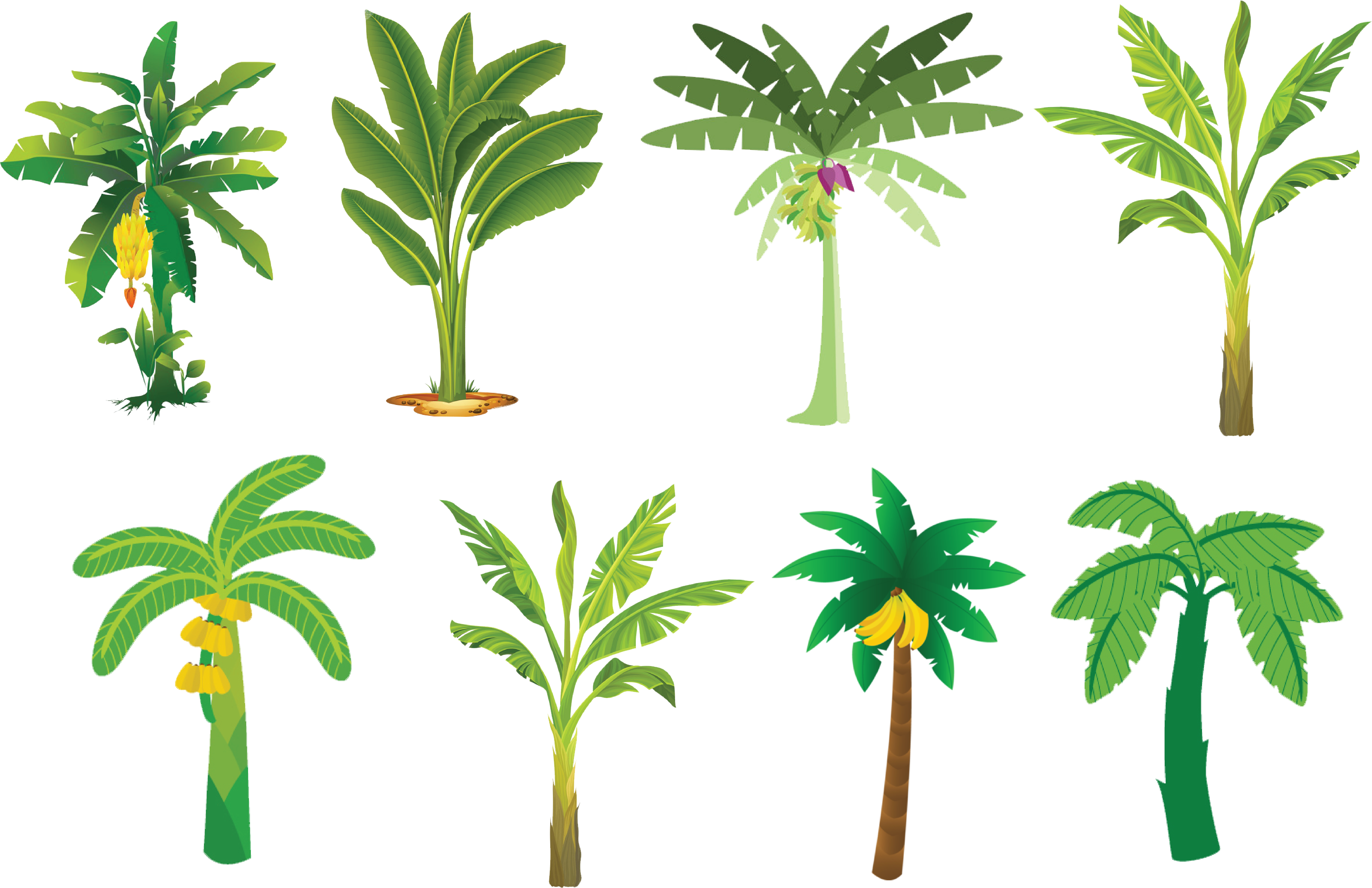 Varietyof Banana Trees Illustration