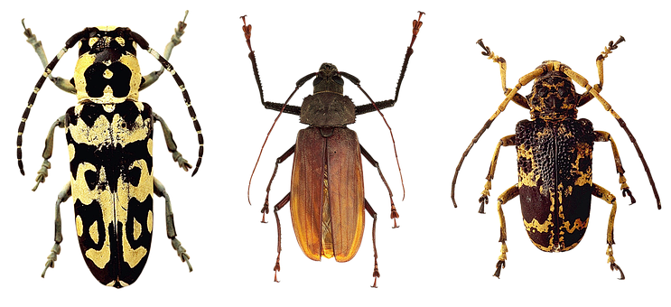 Varietyof Beetles Showcase