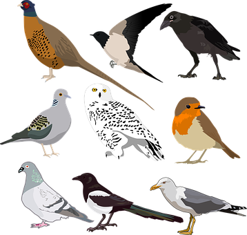 Variety_of_ Birds_ Illustration PNG with transparent background