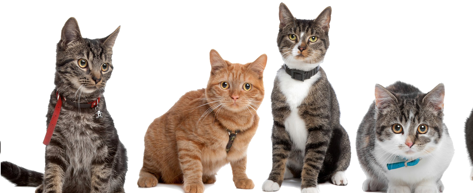 Cute Cat Png High-quality Image, Transparent Png PNG with transparent background