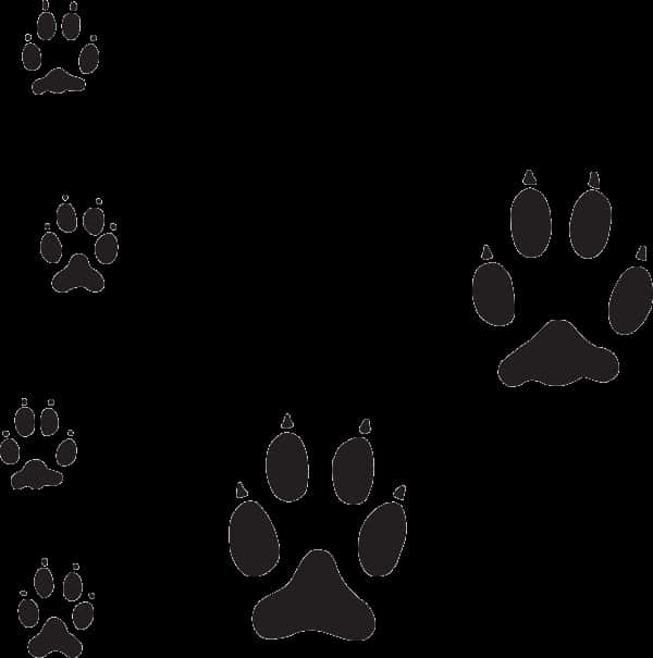 Varietyof Dog Paw Prints