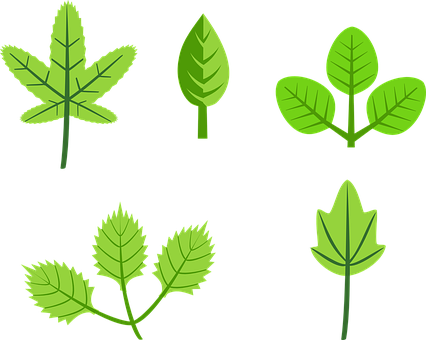 Varietyof Green Leaves Illustration PNG with transparent background