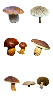 Varietyof Mushroomson Black Background.jpg PNG with transparent background