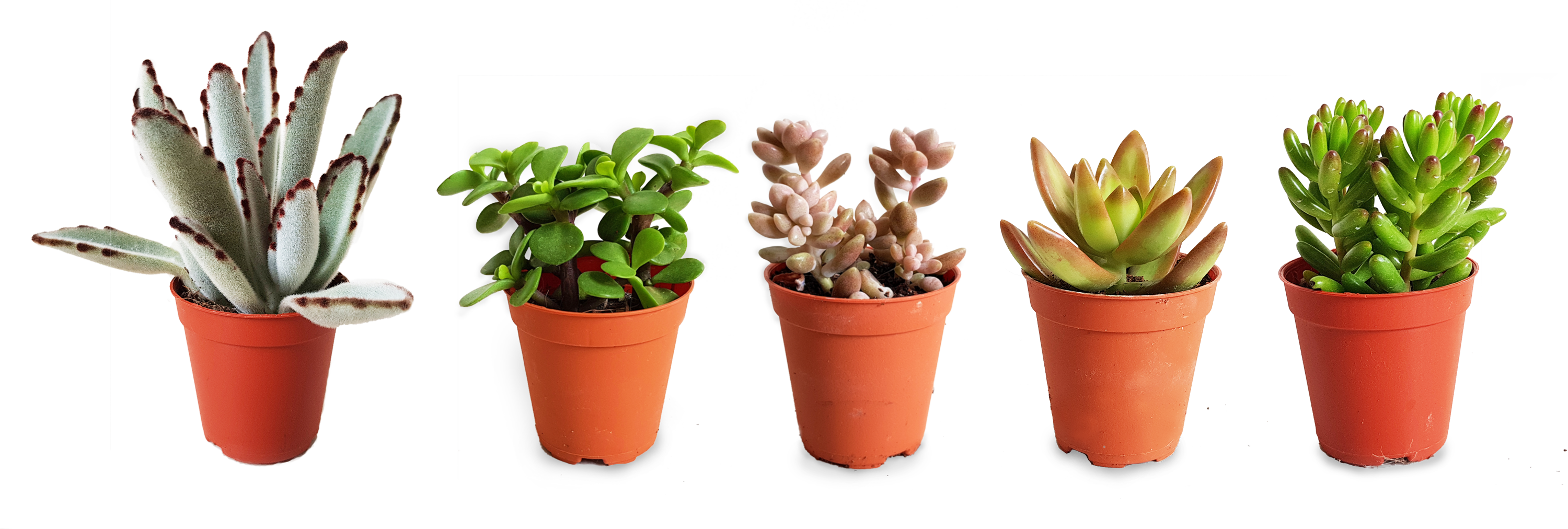 Varietyof Succulentsin Pots